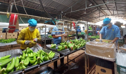 VASEP đề xuất sửa đổi hoặc tiếp tục áp dụng Nghị định 15/2018/NĐ-CP về an toàn thực phẩm kết hợp tăng cường hậu kiểm.