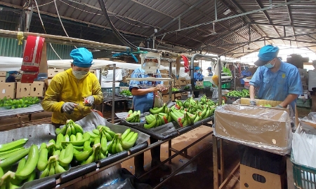 VASEP đề xuất sửa đổi hoặc tiếp tục áp dụng Nghị định 15/2018/NĐ-CP về an toàn thực phẩm kết hợp tăng cường hậu kiểm.