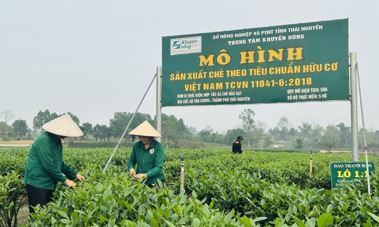 Phân biệt “hữu cơ” và “theo hướng hữu cơ”: Tránh thật giả lẫn lộn trên thị trường