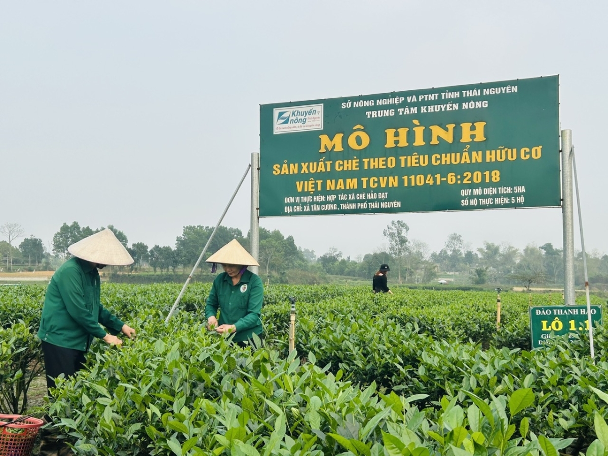 HTX Hảo Đạt sản xuất theo tiêu chuẩn hữu cơ Việt Nam với số hiệu rõ ràng.