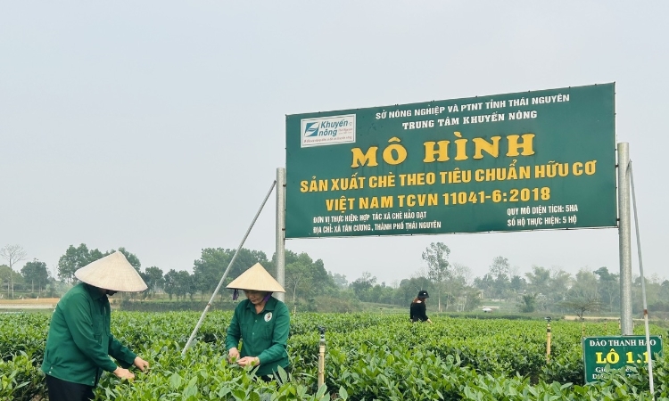 Phân biệt “hữu cơ” và “theo hướng hữu cơ”: Tránh thật giả lẫn lộn trên thị trường