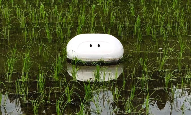 Thử nghiệm đưa công nghệ robot AI của Nhật Bản trong trồng lúa phát thải thấp