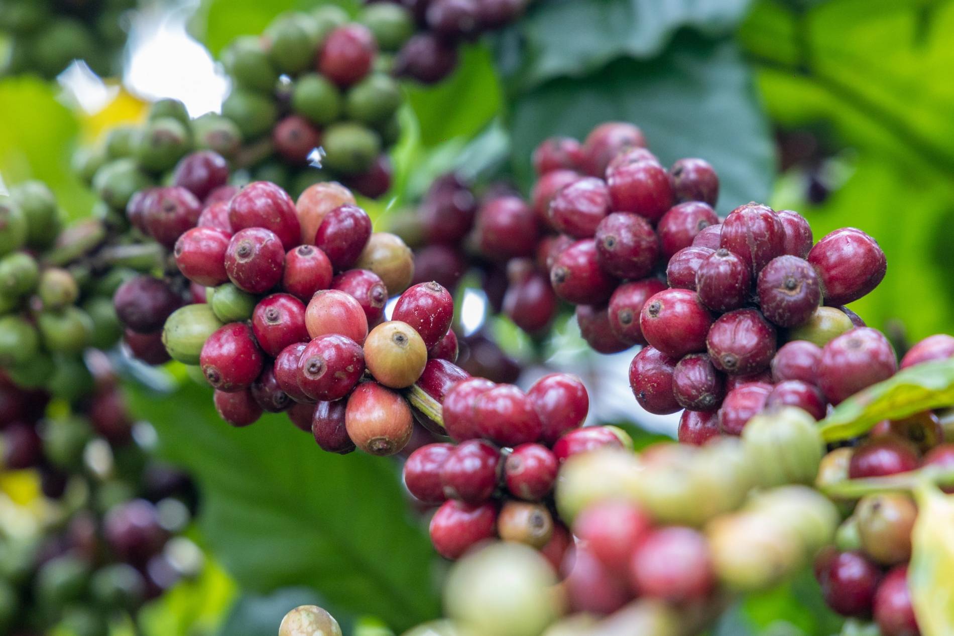 Giá cà phê bật tăng, áp sát mốc 97.000 đồng/kg