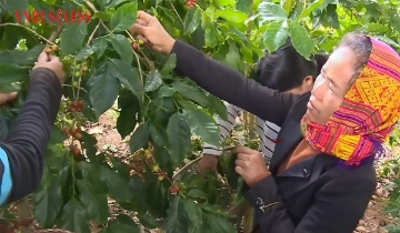 Cà phê trong nước tăng 1.000 đồng/kg, thị trường thế giới phân hóa giữa Robusta và Arabica