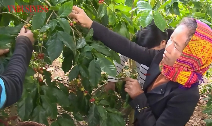 Giá cà phê nội địa ngày 21/3 tăng mạnh 800–1.000 đồng/kg, đưa nhiều địa phương Tây Nguyên lên mốc 93.500 đồng/kg.