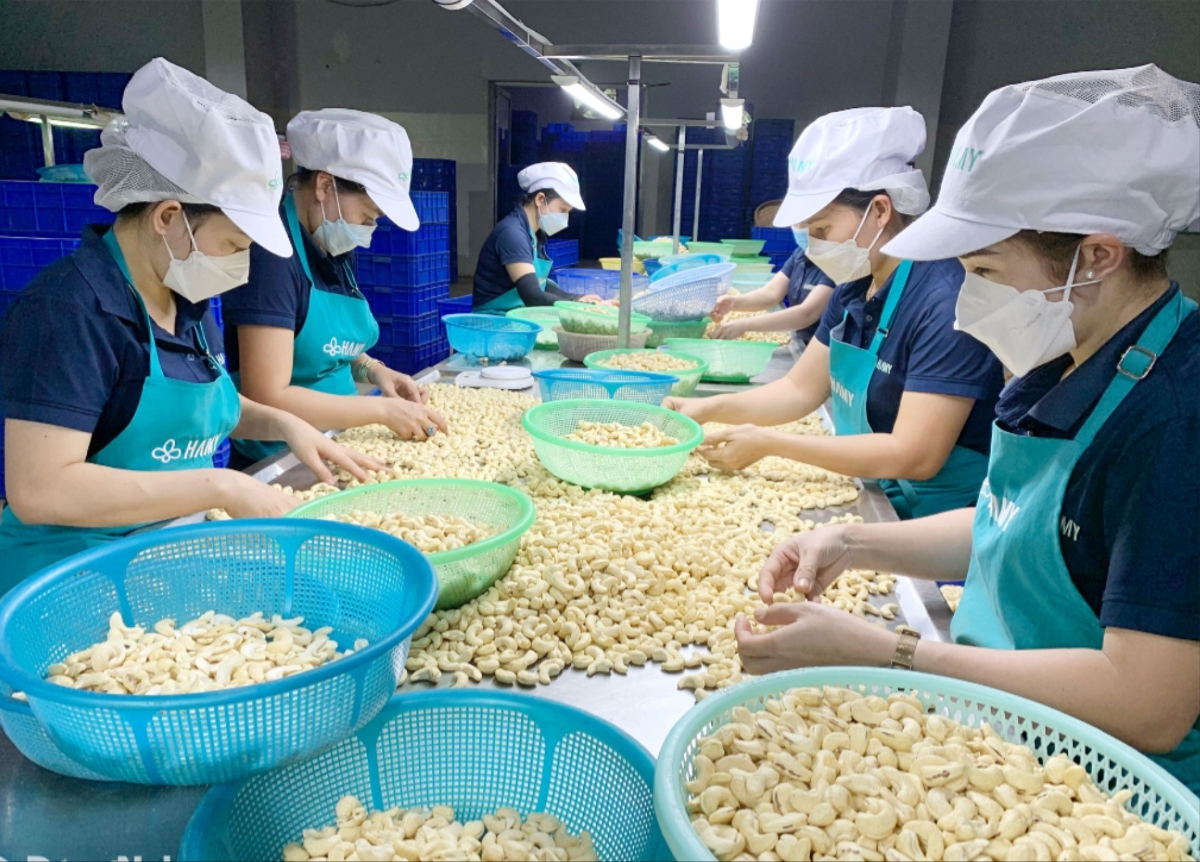 Mỗi năm Công ty Hà Mỵ sản xuất, chế biến, xuất khẩu hơn 3 ngàn tấn điều thành phẩm, trong đó có cả chế biến sâu, đem lại lợi nhuận hàng chục tỷ đồng.