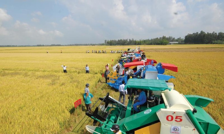 Giá xăng dầu tăng, sản xuất của HTX bị ảnh hưởng