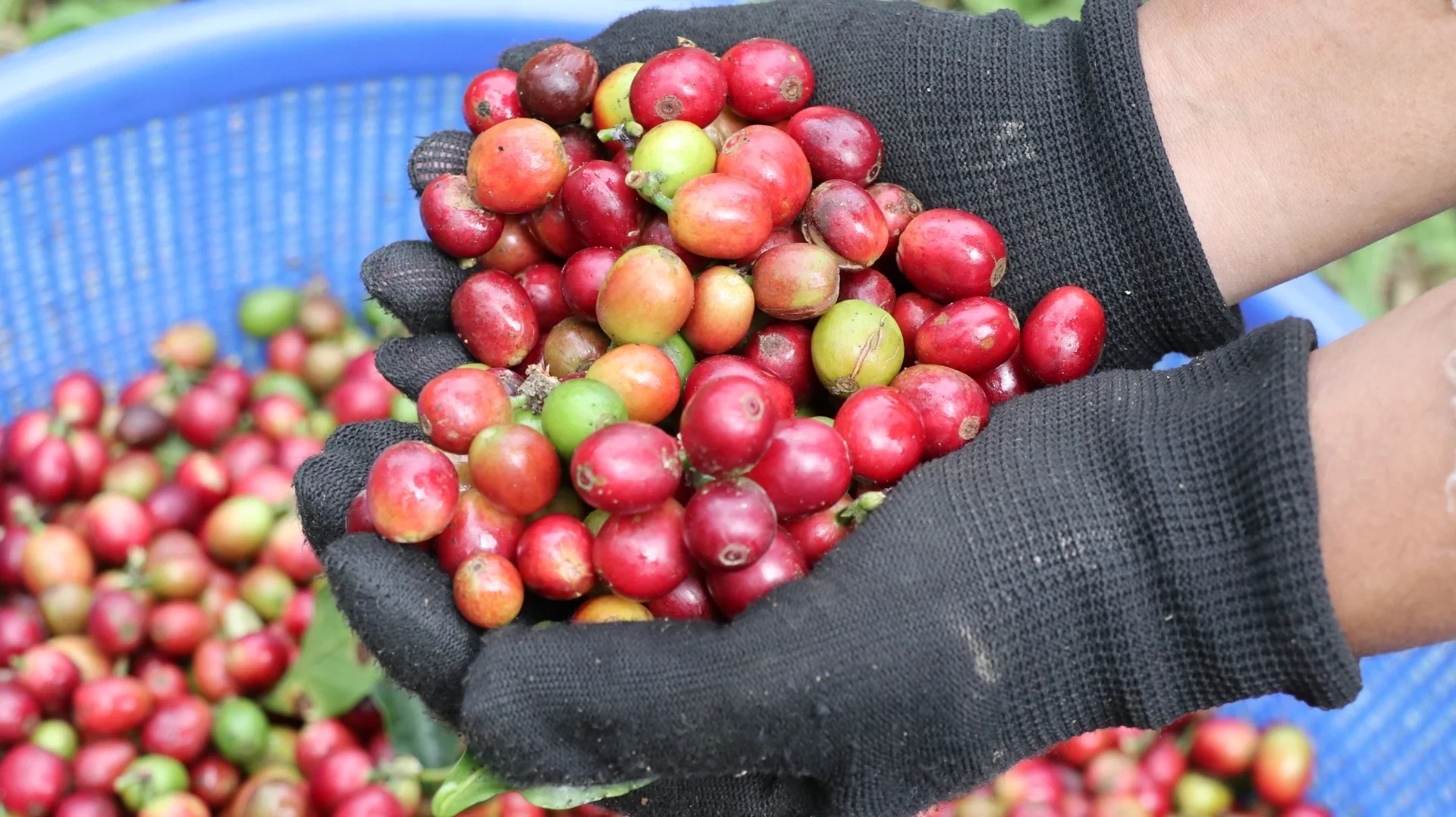 Giá cà phê tiến sát mốc 97.000 đồng/kg sau khi tăng