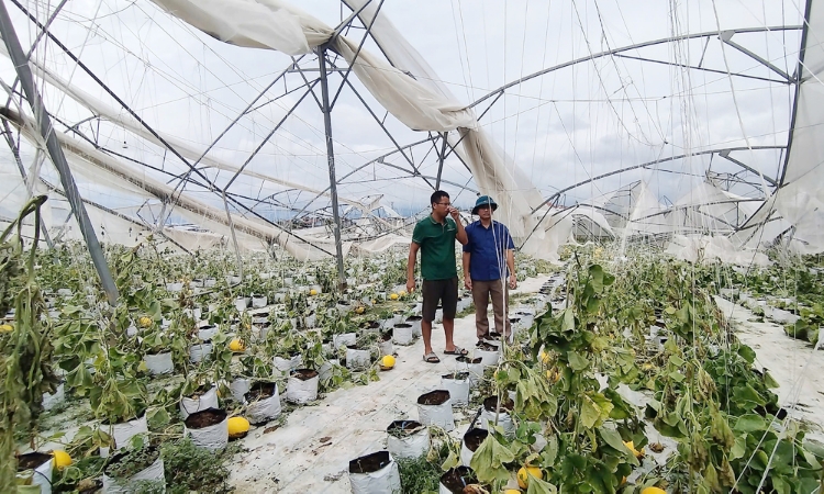 Bảo hiểm nông nghiệp: Mức hỗ trợ 20% chưa đủ tạo “điểm tựa” cho HTX