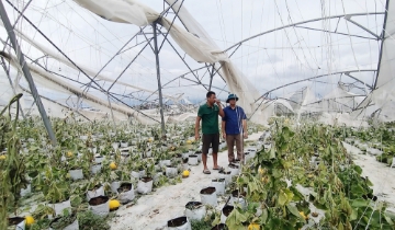 Bảo hiểm nông nghiệp: Mức hỗ trợ 20% chưa đủ tạo “điểm tựa” cho HTX