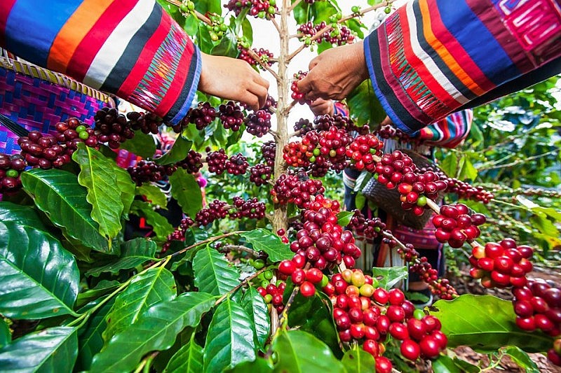 Giá cà phê duy trì mức 96.700 đồng/kg, người dân vẫn giữ hàng