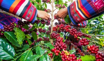 Giá cà phê duy trì mức 96.700 đồng/kg, người dân vẫn giữ hàng