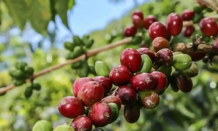 Sàn quốc tế ‘đỏ lửa’, giá cà phê nội địa vẫn giữ vững mốc 96.700 đồng/kg