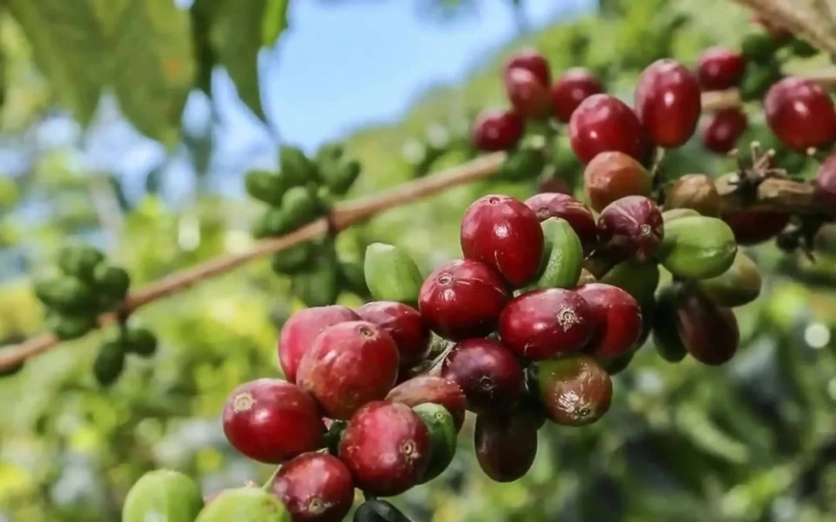 Giá cà phê hôm nay (11/3) giữ ổn định tại khu vực Tây Nguyên.