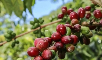 Sàn quốc tế ‘đỏ lửa’, giá cà phê nội địa vẫn giữ vững mốc 96.700 đồng/kg