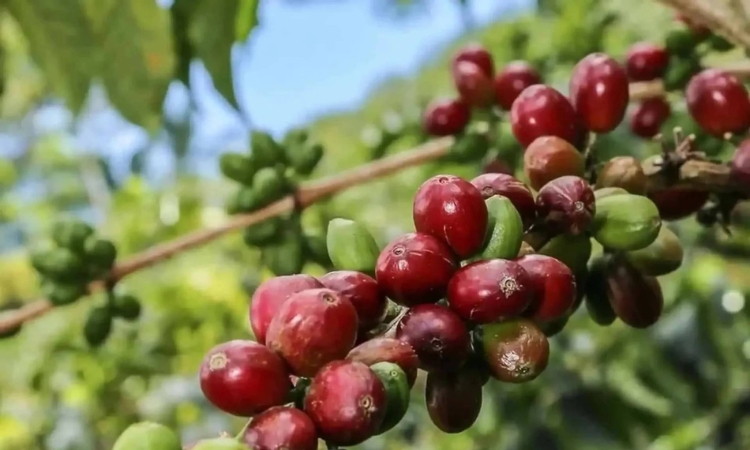 Sàn quốc tế ‘đỏ lửa’, giá cà phê nội địa vẫn giữ vững mốc 96.700 đồng/kg