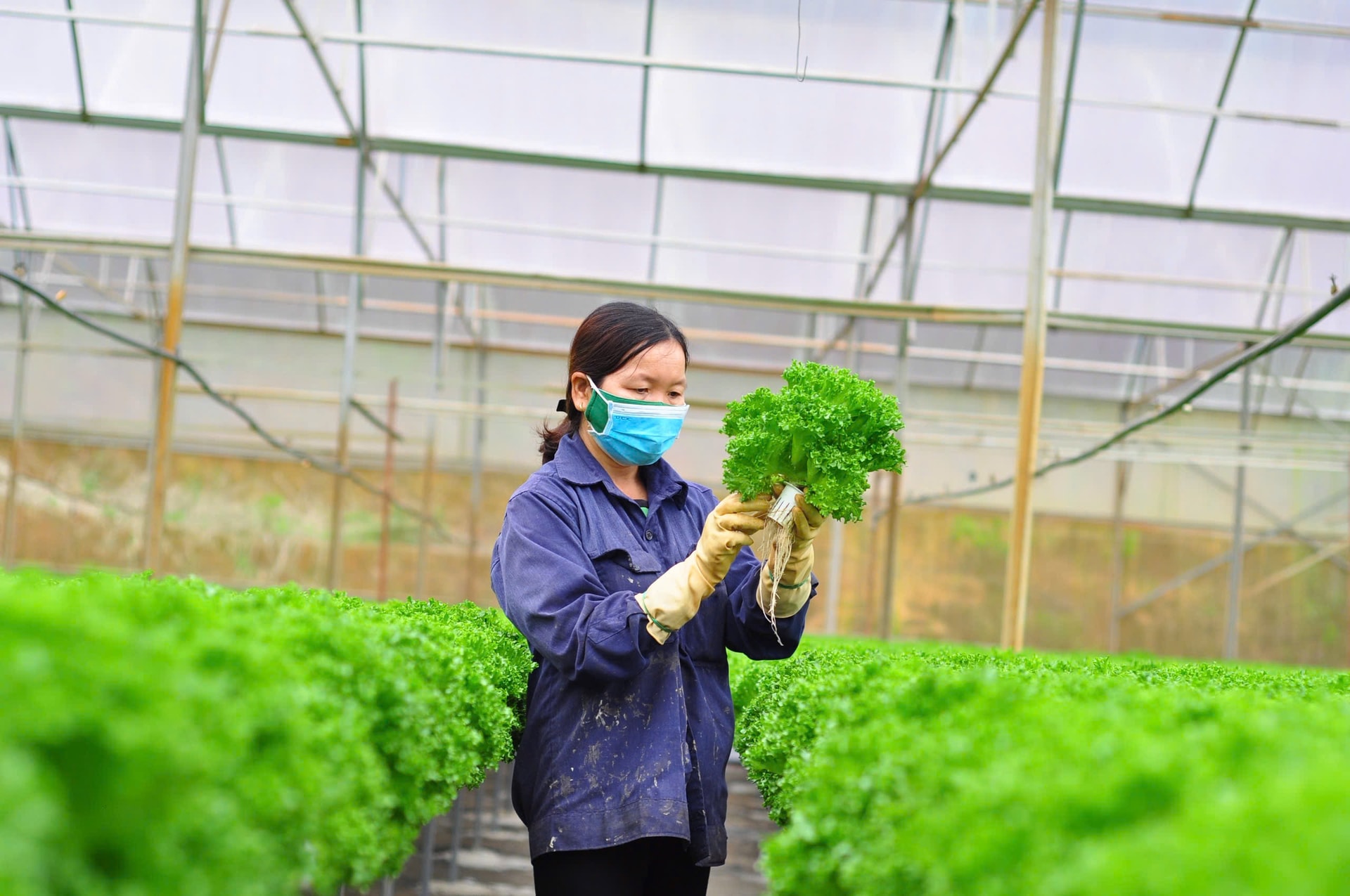 Chủ trang trại công nghệ cao kiểm tra chất lượng rau trồng teho phương pháp thủy canh