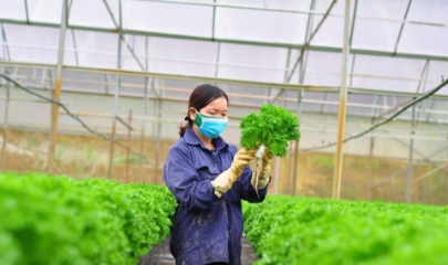 Chủ trang trại công nghệ cao kiểm tra chất lượng rau trồng teho phương pháp thủy canh