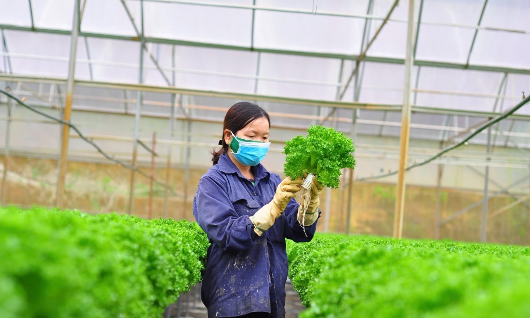 Chủ trang trại công nghệ cao kiểm tra chất lượng rau trồng teho phương pháp thủy canh