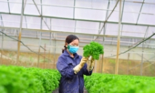 Chủ trang trại công nghệ cao kiểm tra chất lượng rau trồng teho phương pháp thủy canh