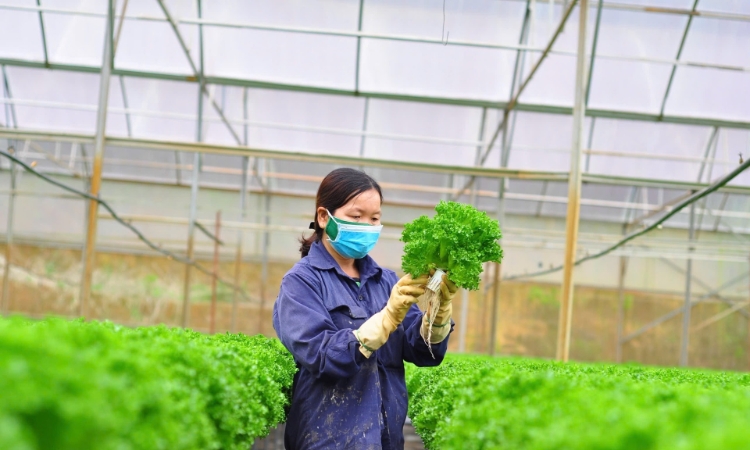 Chi phí sản xuất tăng cao, HTX nông nghiệp lo bài toán lợi nhuận