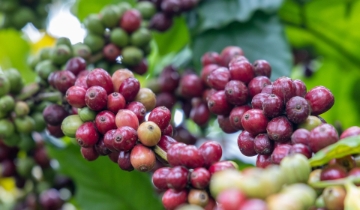 Giá cà phê đồng loạt giảm về dưới mốc 96.000 đồng/kg