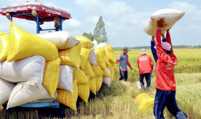 Thủ tướng đề nghị tăng cường thu mua lúa gạo cho nông dân, đặc biệt tại các vùng sản xuất lớn ở Đồng bằng sông Cửu Long.