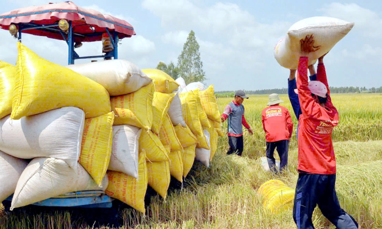 Thủ tướng chỉ đạo tăng cường thu mua lúa gạo cho nông dân