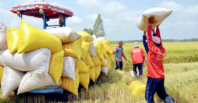 Thủ tướng chỉ đạo tăng cường thu mua lúa gạo cho nông dân
