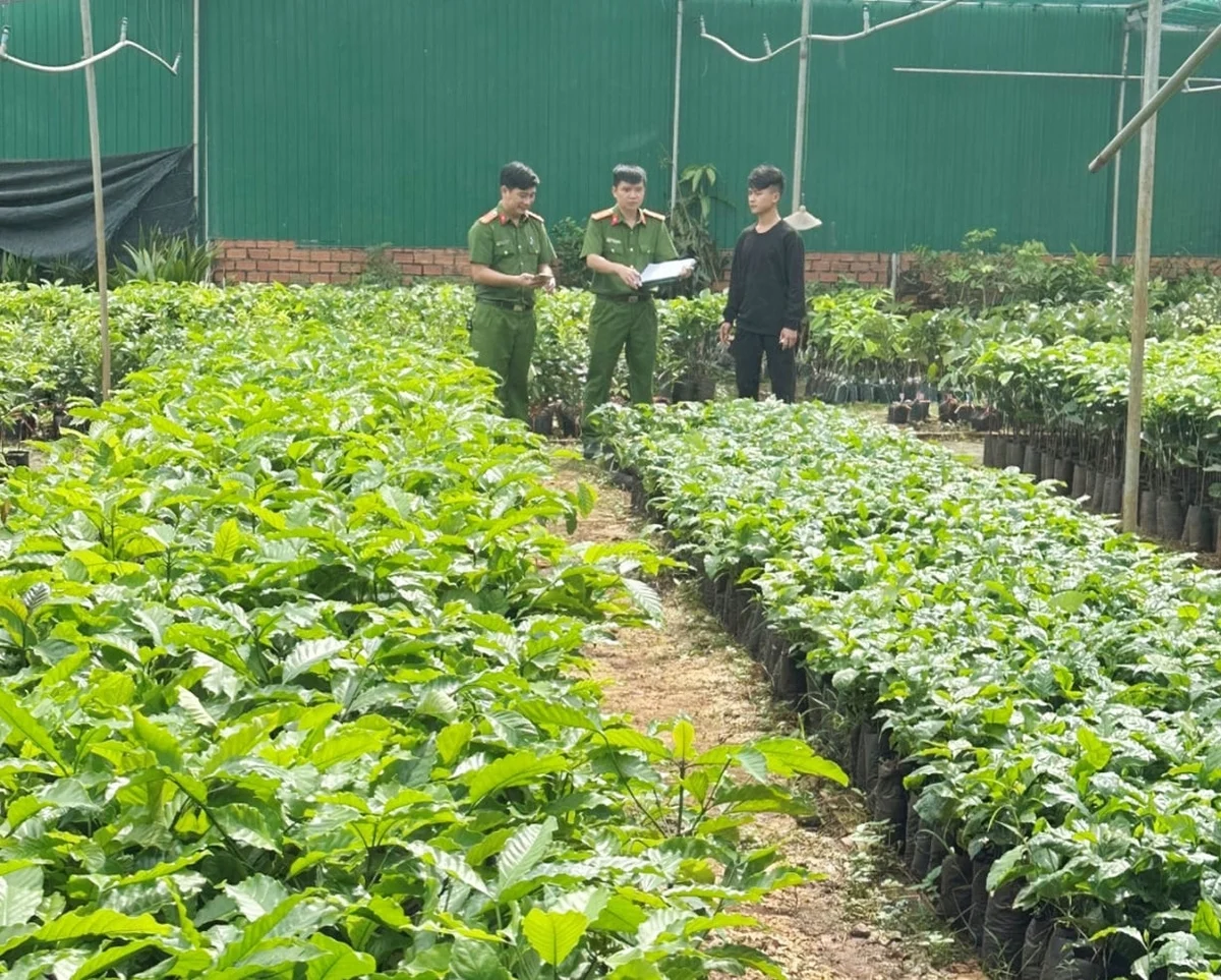 Bộ Tư pháp vừa công khai tài liệu thẩm định dự thảo Nghị định xử phạt vi phạm hành chính trong lĩnh vực trồng trọt, bảo vệ và kiểm dịch thực vật.