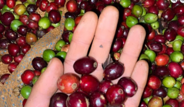 Thị trường cà phê lao dốc, giảm đến 3.700 đồng/kg