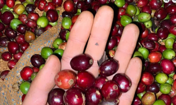 Thị trường cà phê lao dốc, giảm đến 3.700 đồng/kg