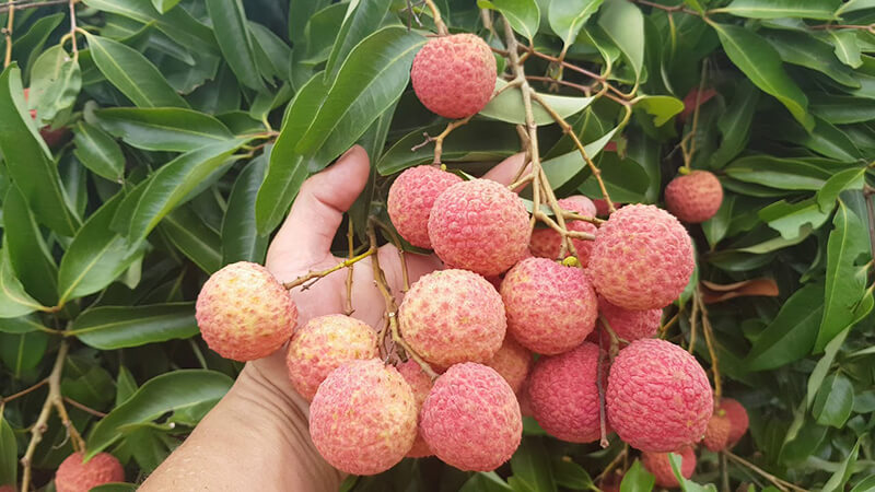 Bắc Ninh tăng cường xuất khẩu vải thiều, kết hợp du lịch trải nghiệm