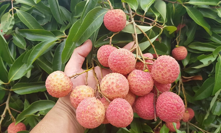 Bắc Ninh tăng cường xuất khẩu vải thiều, kết hợp du lịch trải nghiệm