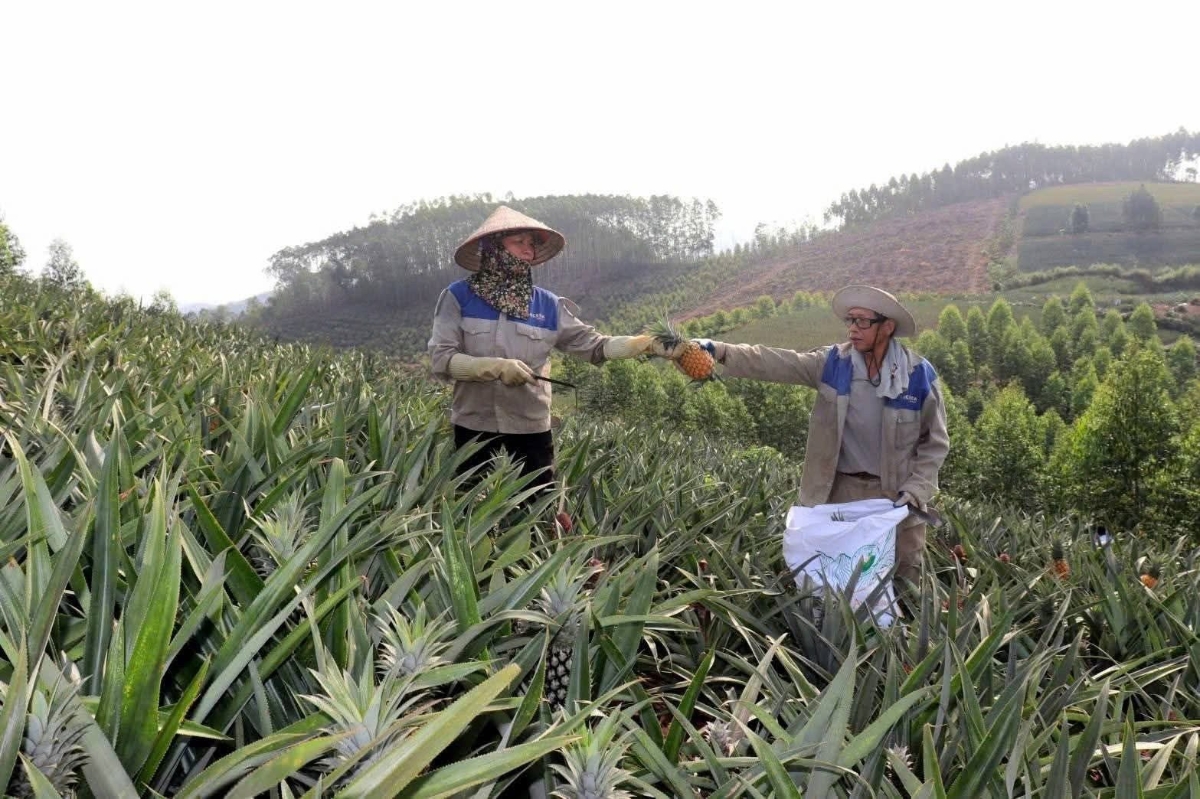 Đầu ra cho trái dứa đang bị thu hẹp.