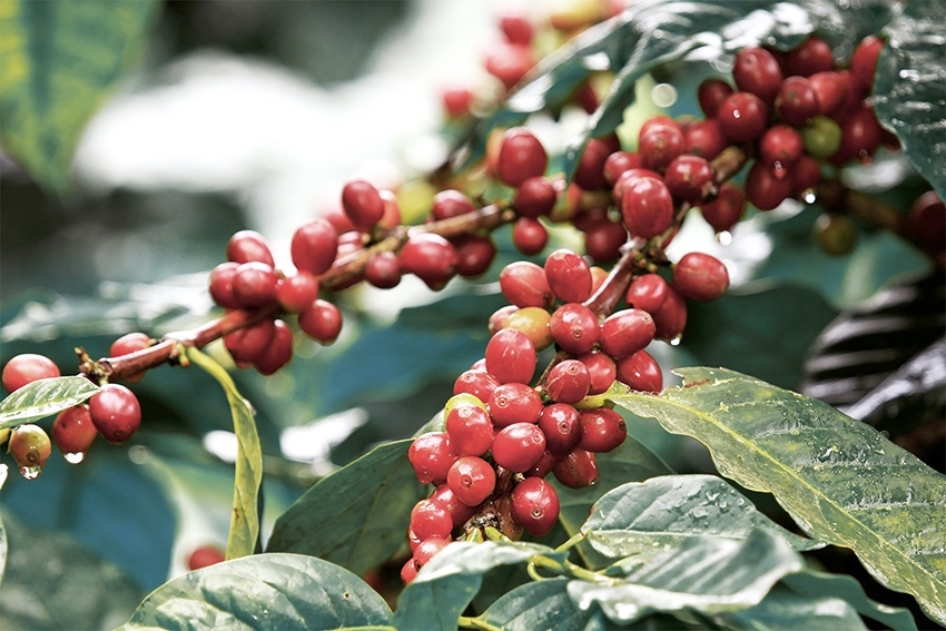 Hoạt động bán ra được đẩy mạnh, giá cà phê giảm 3.500 đồng/kg