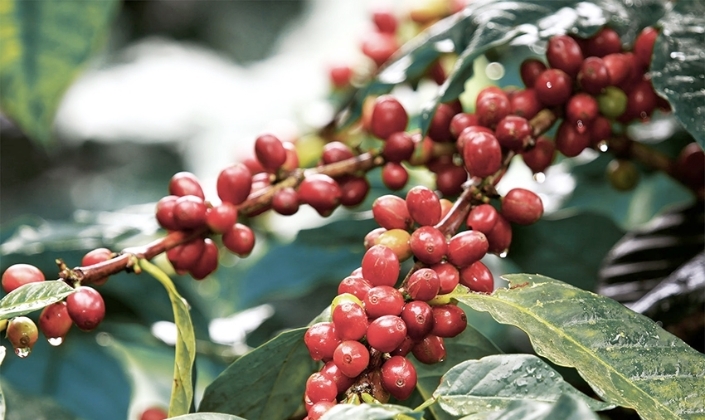 Hoạt động bán ra được đẩy mạnh, giá cà phê giảm 3.500 đồng/kg