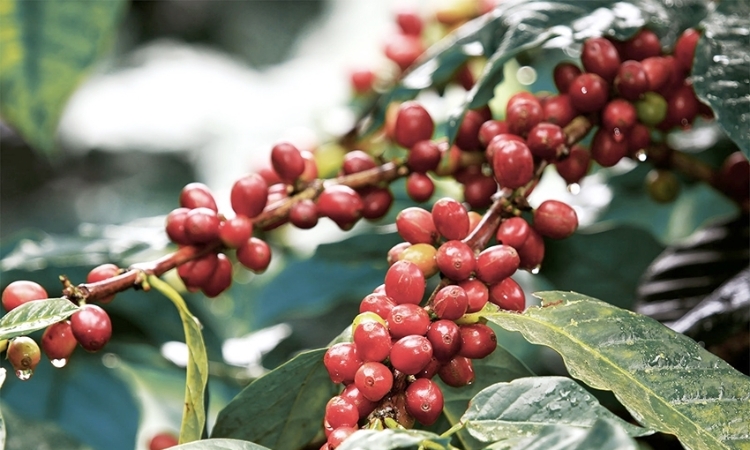 Hoạt động bán ra được đẩy mạnh, giá cà phê giảm 3.500 đồng/kg