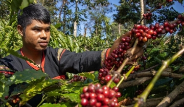 Tác động từ sàn quốc tế, giá cà phê giảm nhẹ 200 đồng/kg