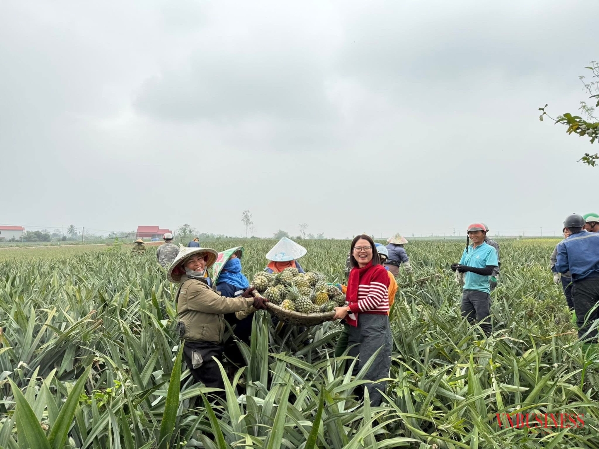 Những mô hình liên kết sản xuất dứa theo chuỗi ngày càng được chú trọng.