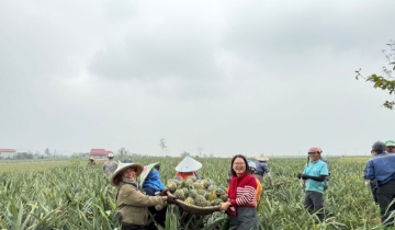 HTX nối dài chuỗi giá trị từ cây dứa