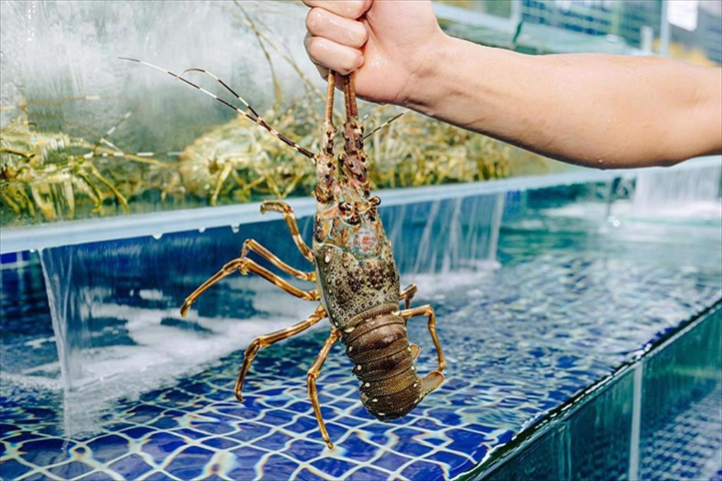 Trong 2 tháng đầu năm 2026, xuất khẩu tôm hùm bứt phá ngoạn mục, đạt 259 triệu USD, tăng 65% so với cùng kỳ năm 2025.