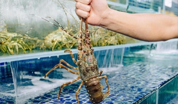 Xuất khẩu thuỷ sản 2 tháng đầu năm: Tôm hùm bứt phá