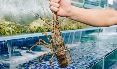 Trong 2 tháng đầu năm 2026, xuất khẩu tôm hùm bứt phá ngoạn mục, đạt 259 triệu USD, tăng 65% so với cùng kỳ năm 2025.