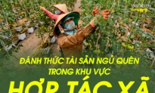 Đánh thức tài sản ngủ quên trong khu vực HTX, từ nhận thức đến văn hóa sở hữu trí tuệ
