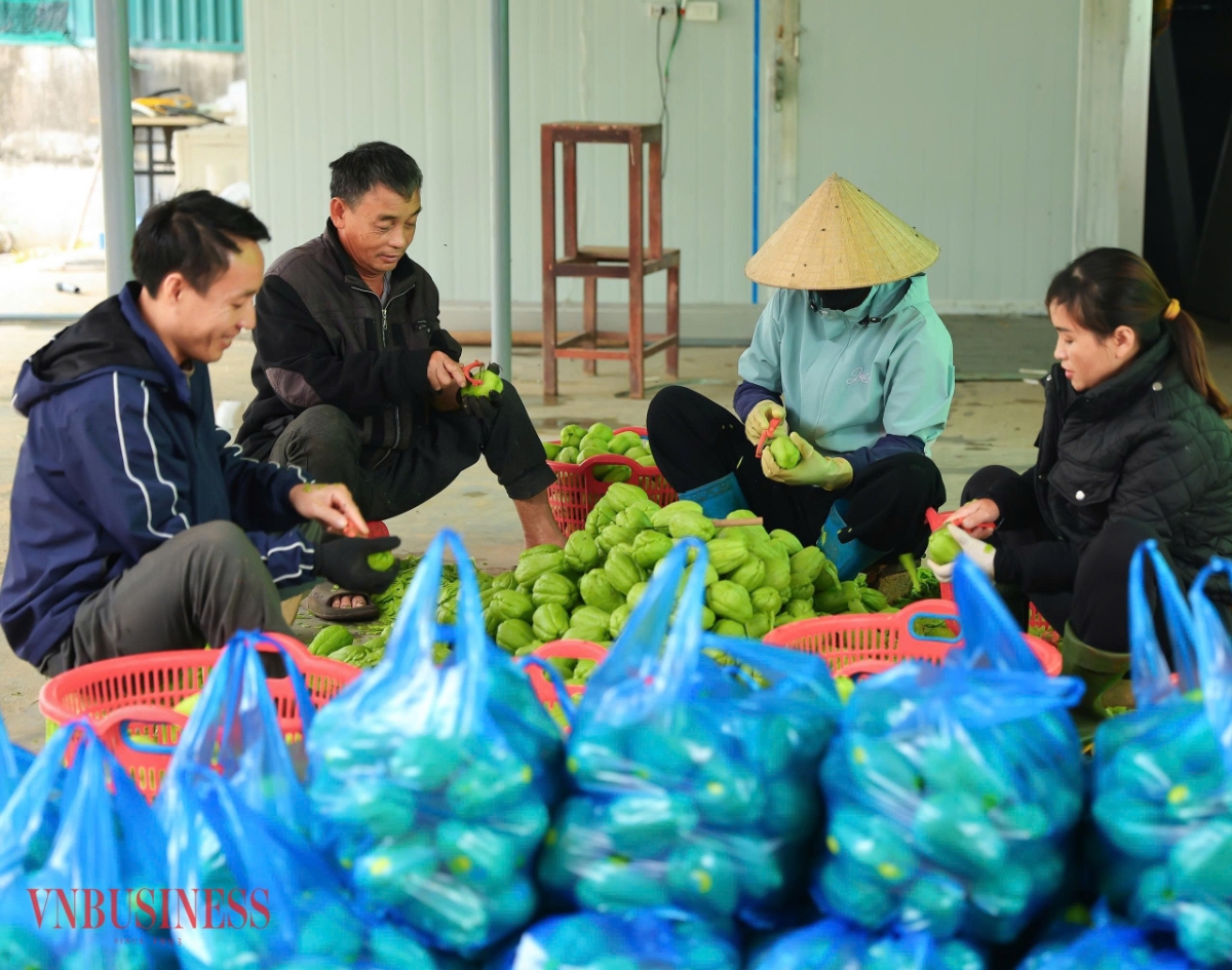 Su su tươi được gọt rửa sạch trước khi sấy.