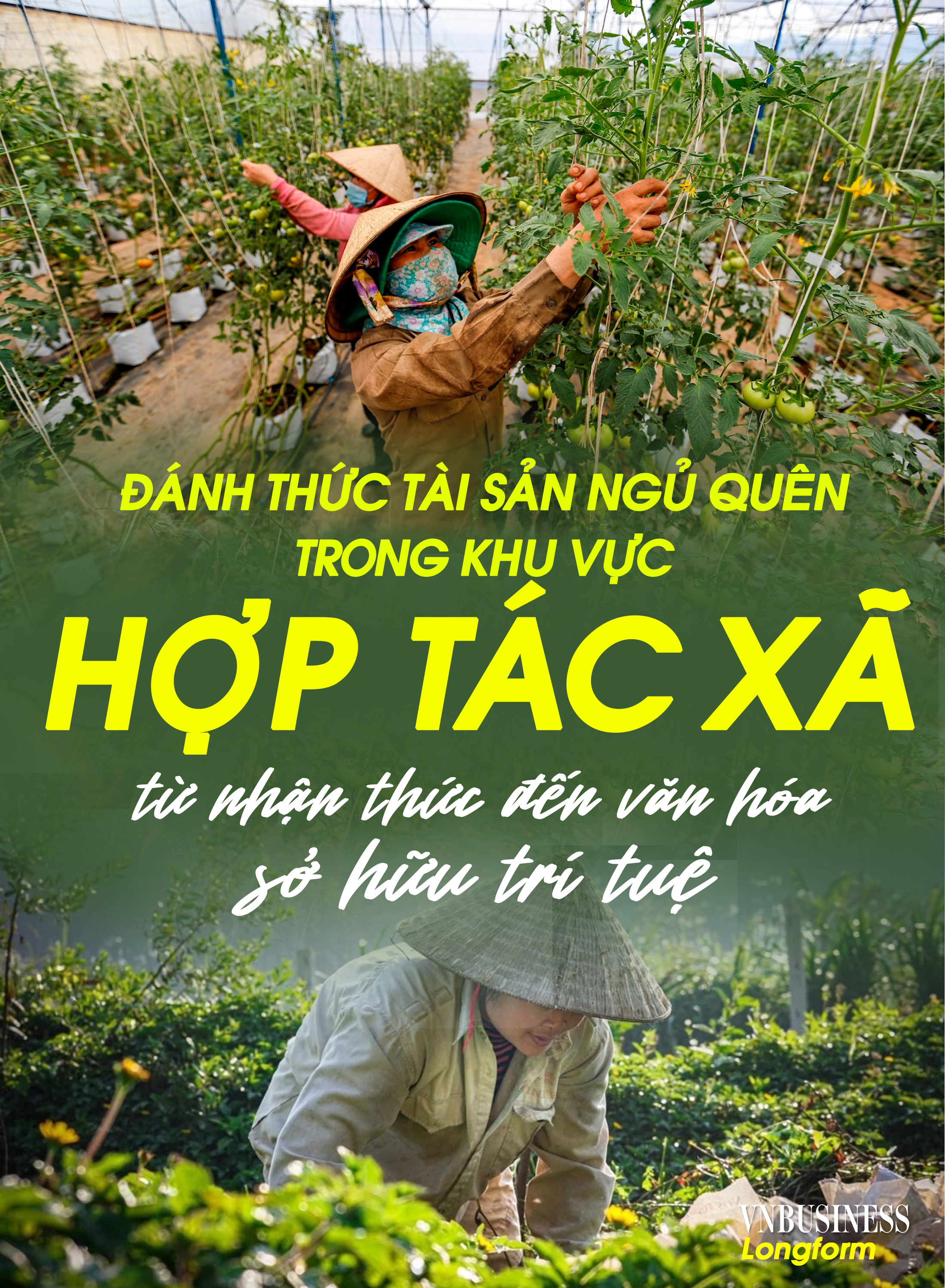 Đánh thức 'tài sản ngủ quên' trong khu vực HTX, từ nhận thức đến văn hóa sở hữu trí tuệ