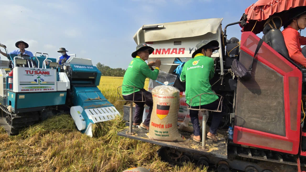 Xăng dầu ảnh hưởng trực tiếp đến sản xuất, chế biến lúa gạo của nông dân, doanh nghiệp.