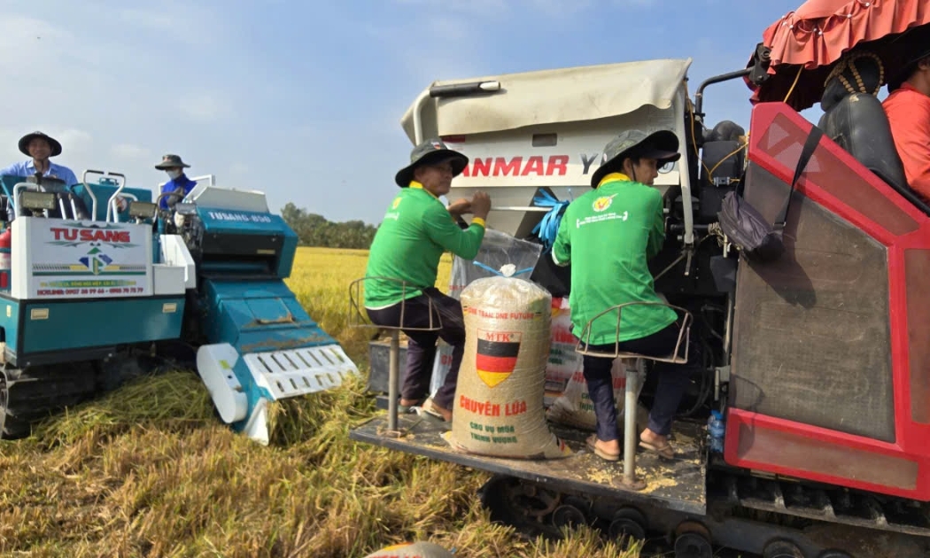 Xăng dầu ảnh hưởng trực tiếp đến sản xuất, chế biến lúa gạo của nông dân, doanh nghiệp.