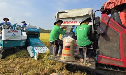 Xăng dầu ảnh hưởng trực tiếp đến sản xuất, chế biến lúa gạo của nông dân, doanh nghiệp.